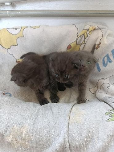 котята для гор: Котята, окрас серый/дымчатый - Помет из трёх малышей: два тёмно‑серых — 1