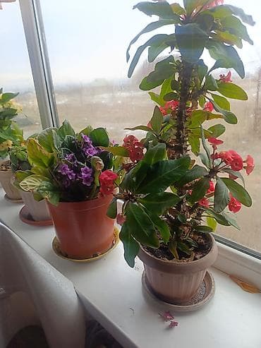 Лимоны: Срочна ❗ Комнатный гулдордун турлору коп. Баарын жакшы баада берем — 10