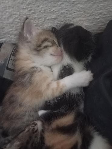 Продажа кошек: 🐾 Ищу добрые руки для котят Кошка родила 5 котят. Сейчас малыши — 8