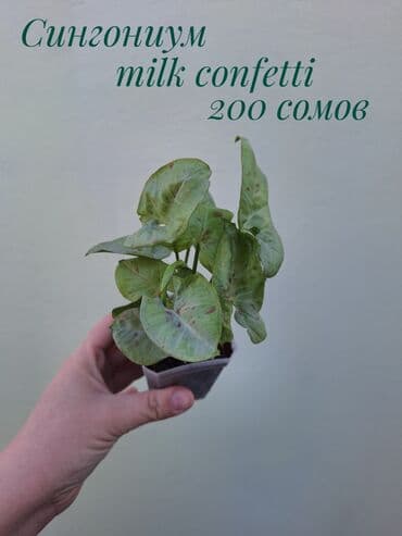 зеленое постельное белье: ● Комнатные растения (укоренённые черенки, молодые растения, взрослые — 31