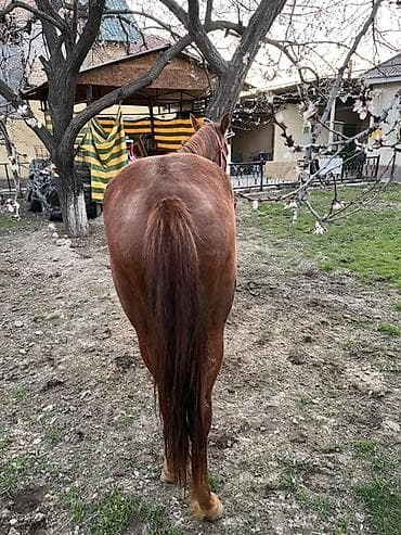 купить гуси: Продаю | Жеребец | Рабочий — 6