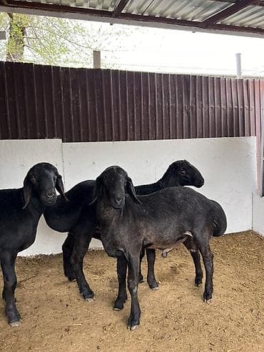 внешние фильтры для аквариума: Продаю | Баран (самец) | Для разведения | Племенные — 6