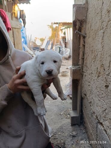 купить охотничью собаку дратхаар: Готовятся к продаже щенки алабая.родились 1 ноября.мальчики и — 2
