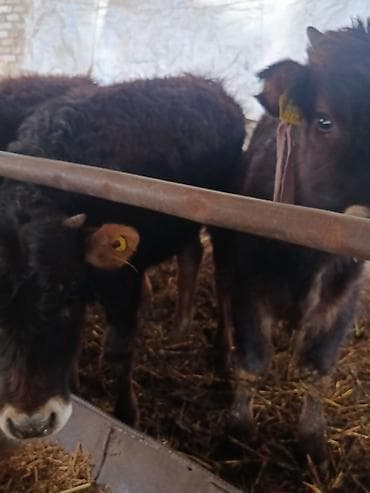 4 5мм: Сатам | Бука (эркек) — 7