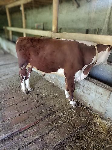 корма для сх животных: Продаю | Бык (самец) | На откорм | Привязанные — 2