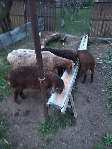 продать животных: Продаю | Овца (самка) | Для разведения | Матка — 4
