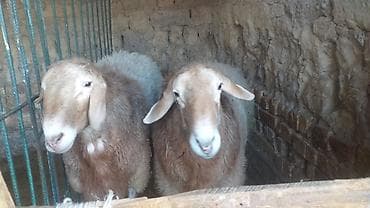 искусственное осеменение овец цена: Продаю | Баран (самец) — 4