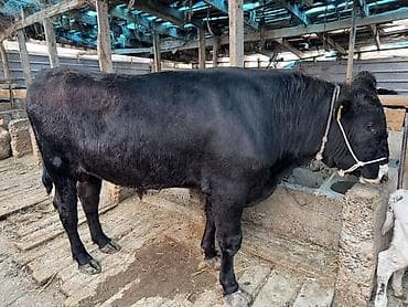 сельскохозяйственные животные продажа: Продаю | Бык (самец) | На откорм | Привязанные — 7