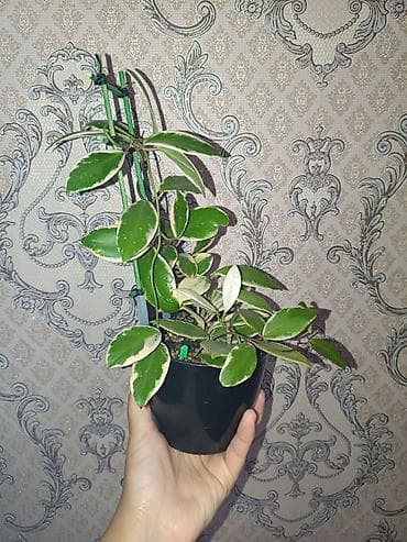 фикусы: . Эпипремнум -- 200 сом. Хлорофитум хохлатый -- 200 сом — 10
