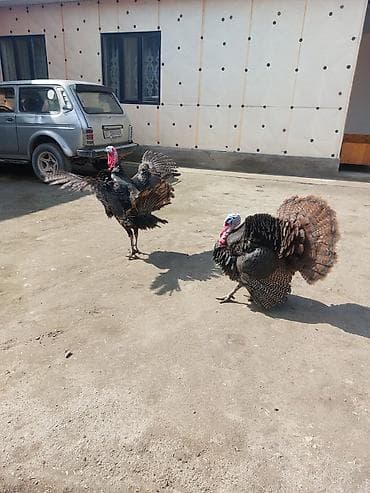 комнатные собаки: Продаю | Индюк (самец) | Для разведения | Племенные — 8