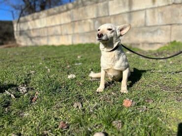 стрижка собак на дому недорого: Ищем дом для молодой стерилизованной девочки. Привита. Привезём сами — 5