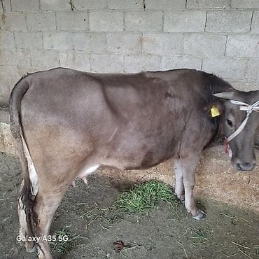 ит мышык: Сатам | Уй (ургаачы) | Швиц | Сүт алуу үчүн | Байланган — 3