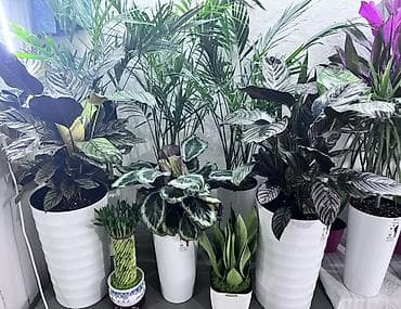 Монстеры: Комнатные декоративные растения в кашпо Ассортимент: - Калатеи с — 2