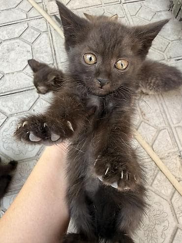 Үй жаныбарлары: Котята из одного помёта - Возраст: 2,5 месяца - Окрас: несколько — 4