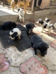 приюты для собак: Даром, район турбазы Бишкек 7 октября родились дворняги, папа и — 5