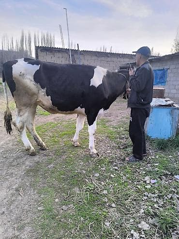 голштин парода: Продаю | Корова (самка) | Голштин | Для молока — 1