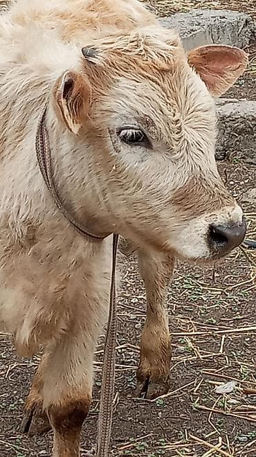 конь рабочий: Продаю | Бык (самец) — 1