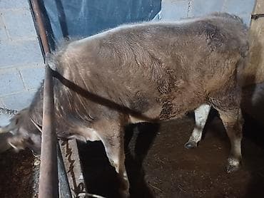 дикий кабан: Продаю | Бык (самец) | Алатауская | На откорм, На забой | Привязанные — 1