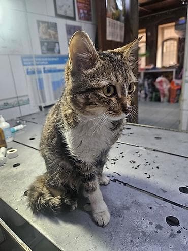 Мышыктар: Мышык бекер берилет: Породасыз, 8 айлык, Ургаачы, Бычылган, Лотокко барууга үйрөтүлгөн, Курттардан тазаланган — 5