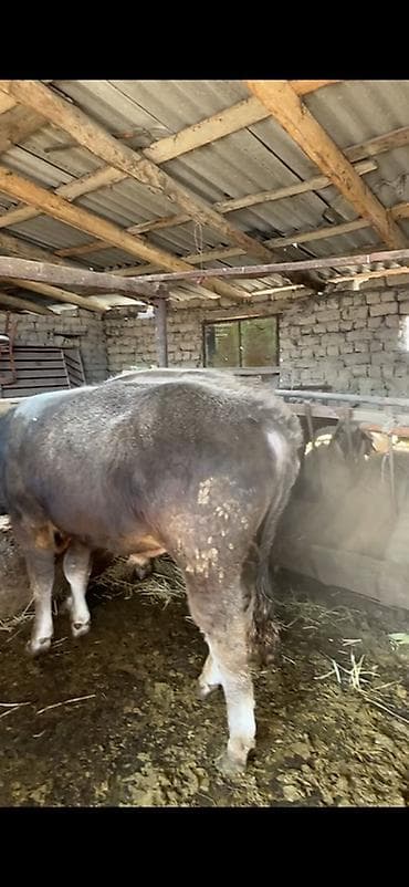 Продам с/х животных: Продаю | Бык (самец) | Полукровка | На откорм — 1
