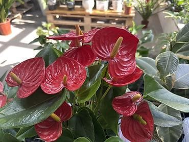 Антуриум (Anthurium andreanum) с крупными ярко‑красными прицветниками