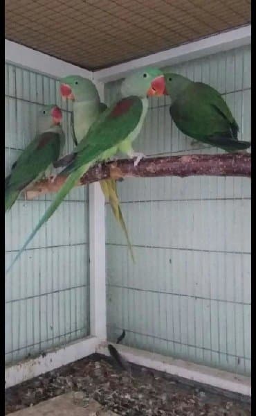 домик для волнистых попугаев: Попугаи разных видов. Хорошо учатся говорить и приручаются к рукам. В — 5