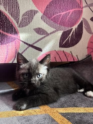 Британская короткошёрстная, 1 месяц, Мальчик, Приучена к лотку, Проглистована