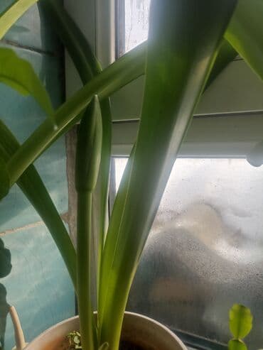 вешалка стойка: Пр-ся комн цветы набирают бутоны — 3