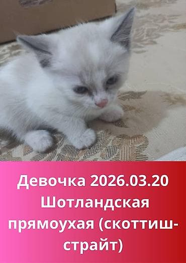 Продажа кошек: Скотиш Страйт (Шотландская прямоухая), 2 месяца, Мальчик, Белый, Приучена к лотку, Проглистована, С прививками — 4