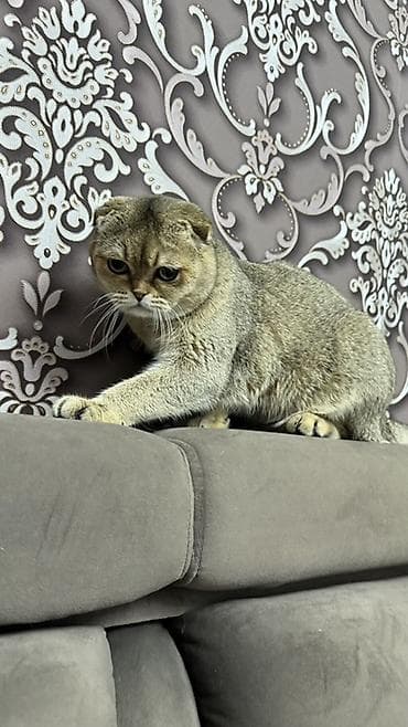Кошки: Вязка: Скотиш Фолд (Шотландская вислоухая), Мальчик, 1 год, С документами, Золотая шиншилла — 2