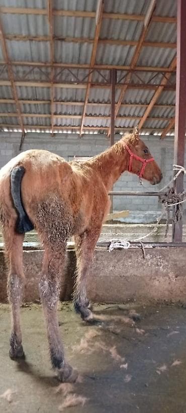 баа: Сатам | Тай — 1