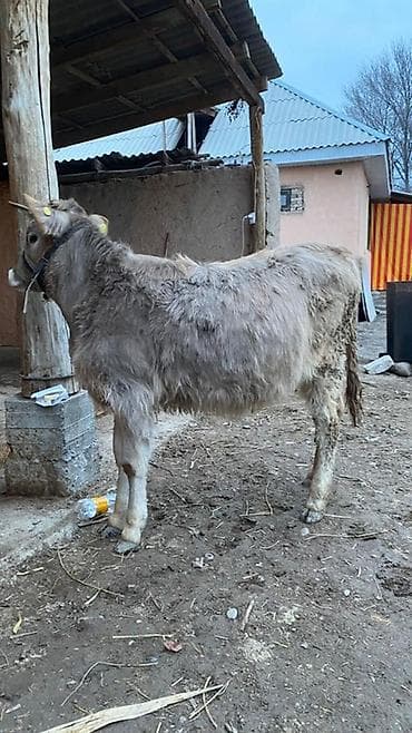 телки швицкой породы: Продаю | Тёлка | Швицкая | Для разведения | Осеменитель — 2