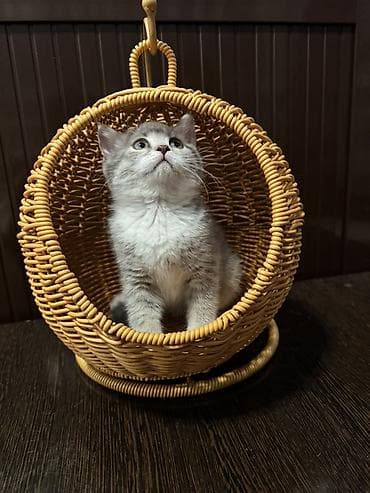кошка шотланка: Скотиш Страйт (Шотландская прямоухая), 2 месяца, Девочка — 9