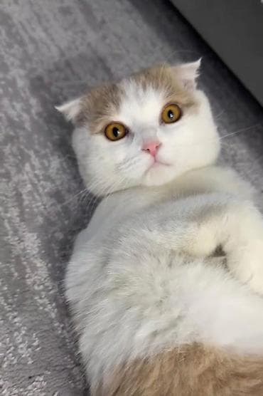 котята вислоухие: Вязка: Шотландский вислоухий Кот(Scottish Fold) 1 год,мальчик ищем — 4