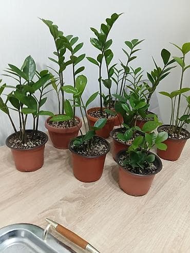 Комнатные растения: Комнатные растения в горшках - Замиокулькас (долларовое дерево) — 9