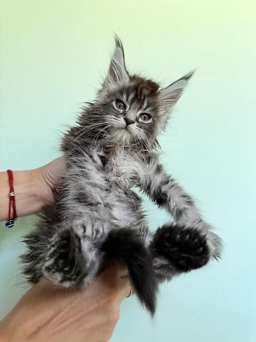 кошка регдолл: Мейн-кун, 1 месяц, Мальчик, Приучена к лотку, Проглистована, С документами — 6