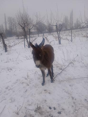 сколько стоит один верблюд: Осел с коричневой шерстью, стоящий на заснеженном поле. У животного — 2
