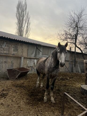 сколько стоит собака ротвейлер: Продаю | Конь (самец) | Рабочий — 1