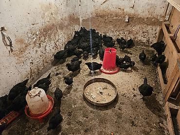 кури: Продаю | Цыплята | Для разведения — 2