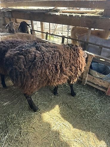 бараны аршан: Продаю | Овца (самка) | Для разведения | Матка — 3