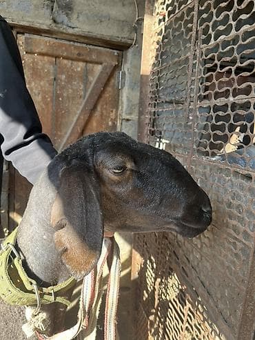 кары несушки: Продаю | Овца (самка) | Для разведения, Для шерсти — 1