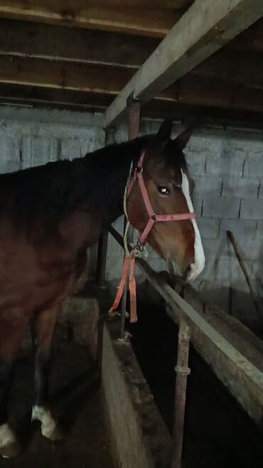 Лошади, кони: Продаю | Кобыла (самка) | Английская, Полукровка | Рабочий — 3