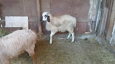 fish eye: Продаю | Овца (самка) | Полукровка | Для разведения | Ярка — 2