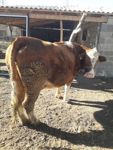 сколько стоит британская золотая шиншилла: Продаю | Корова (самка) | Монбельярд | На забой | Осеменитель — 2