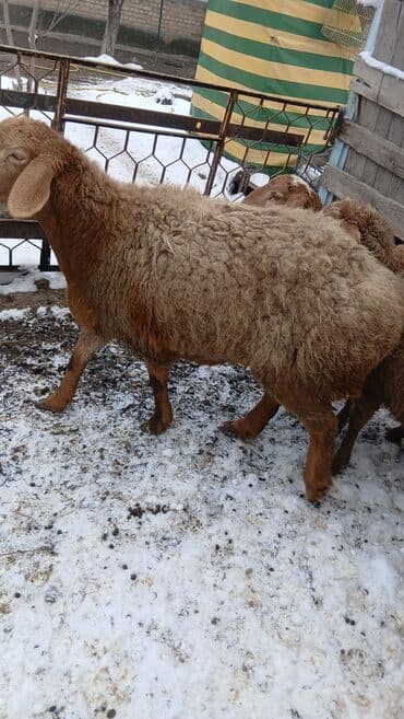 Услуги ветеринара: Продаю | Овца (самка) — 2