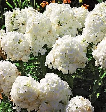 растение цветы: Саженцы — 1