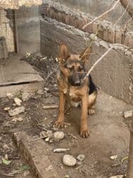 длинношерстная немецкая овчарка: ЗВОНИТЕ ТОЛЬКО!!!!Немецкая овчарка, классический окрас (чёрно-рыжий) — 3