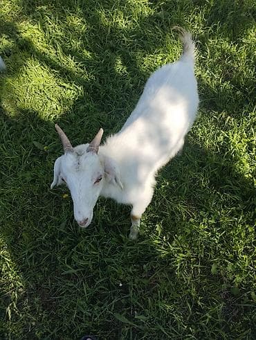 Продаю | Коза (самка) | Нубийская | Для разведения — 2