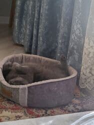 купить щенка дратхаара: Скотиш Фолд (Шотландская вислоухая), 2 года, Девочка, Серебристая шиншилла, Приучена к лотку, Проглистована, С прививками — 2