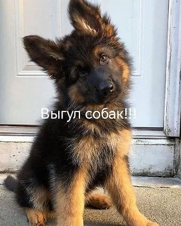 породистые собаки в добрые руки: Выгул собак! - могу выгуливать проктически все дни кроме субботы — 1
